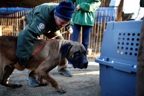 guney-kore-kopek-eti-1-e1700381067479