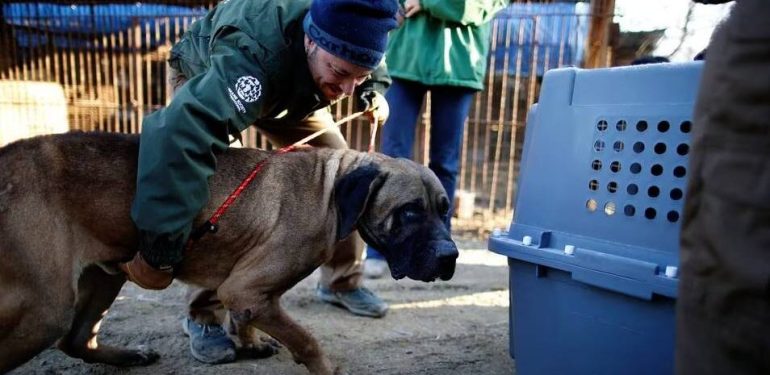 Güney Kore’de köpek yemek yasaklanıyor
