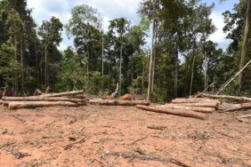 ormansizlasma-990x556