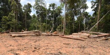 ormansizlasma-990x556