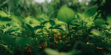 pexels-nghia-pm-1206593-990x556