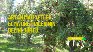 site