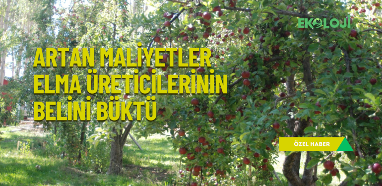 Artan maliyetler elma üreticilerinin belini büktü
