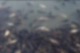 topluu-balik-olumleri