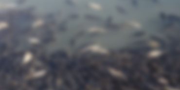 topluu-balik-olumleri