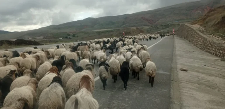 Siirtli göçerlerin yaylalardan dönüşü başladı