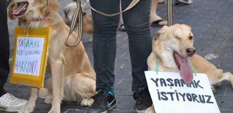 Aydın’da zehirlenen köpek sayısı 30’a çıktı