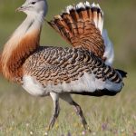 1703688814_toy__Ignacio_Yu__fera-990x556