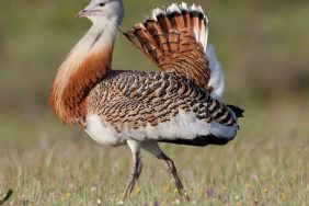 1703688814_toy__Ignacio_Yu__fera-990x556