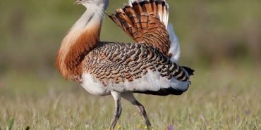 1703688814_toy__Ignacio_Yu__fera-990x556