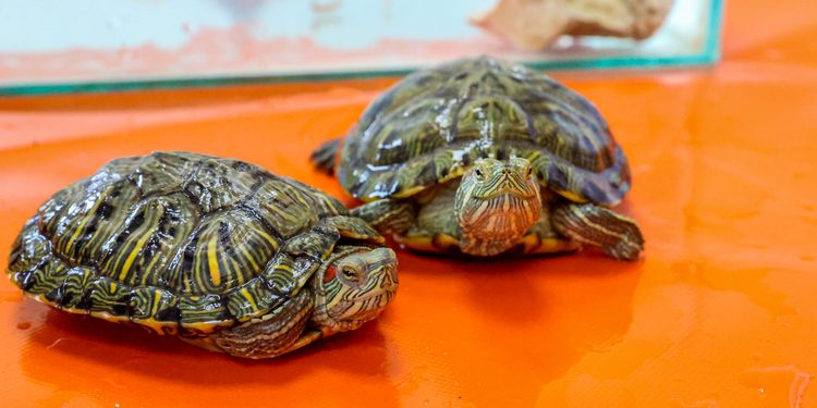 Uzak Doğu’dan geldiler, Dicle Nehri’ndeki canlıları tehdit ediyorlar