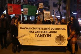 690x390cc-ank-26-12-2023-sokak-hayvanlar-icin-aciklama1