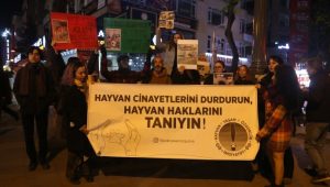 690x390cc-ank-26-12-2023-sokak-hayvanlar-icin-aciklama1
