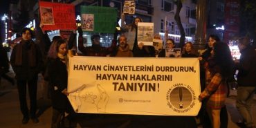 690x390cc-ank-26-12-2023-sokak-hayvanlar-icin-aciklama1