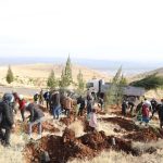 dtso-fidan-ekimi-manseeeet