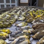 field-musuem-birds-small