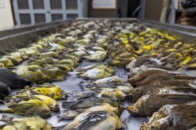 field-musuem-birds-small