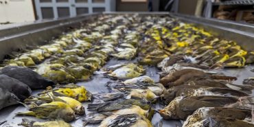 field-musuem-birds-small