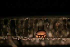 fot-andrew-skowron-anima-international-50478501452-o-e1703253683994