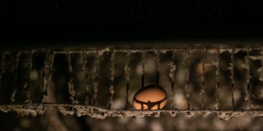 fot-andrew-skowron-anima-international-50478501452-o-e1703253683994