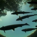 whatsapp-image-2023-12-13-at-173129