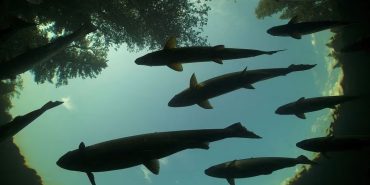 whatsapp-image-2023-12-13-at-173129