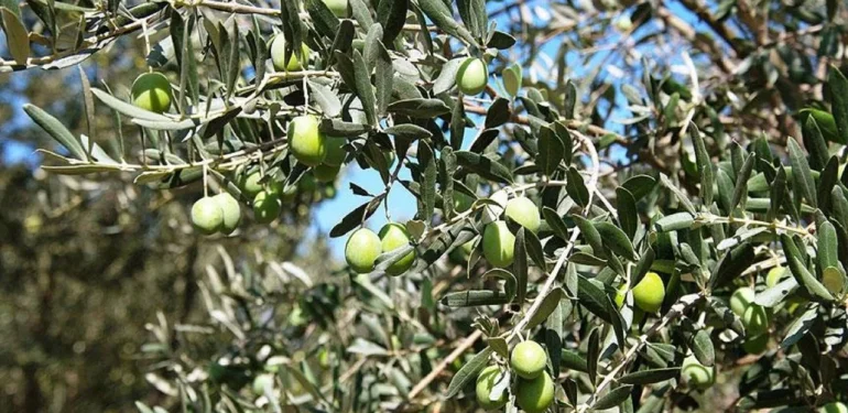 O projeye onay çıktı: Otoyol için zeytin ağaçları kesilecek