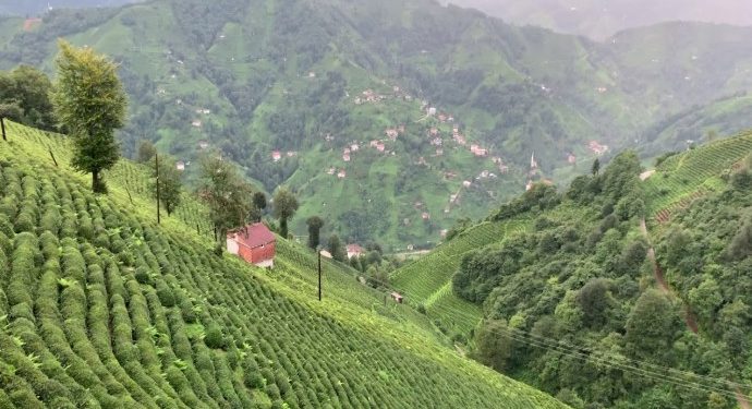 Çay ve fındık bahçelerine bakır madeni yapılacak