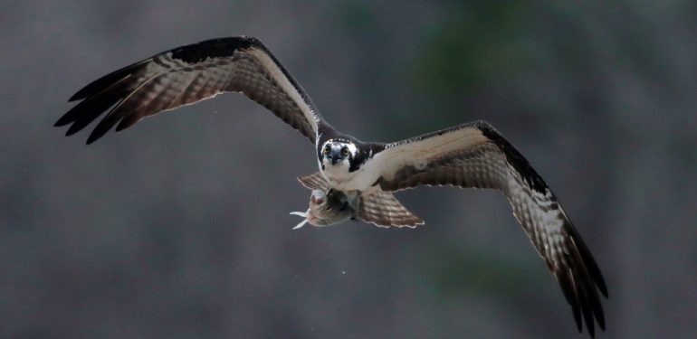 Kartal öldürmekle yargılanan kişiye üç yıl hapis cezası