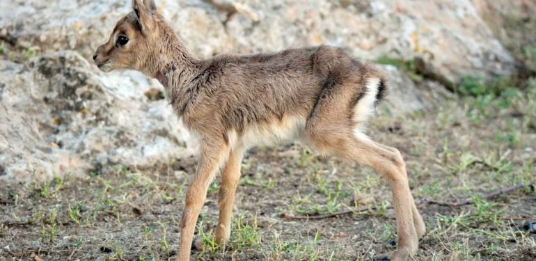 Hatay’da dağ ceylanlarının taş ocağı kabusu bitmiyor