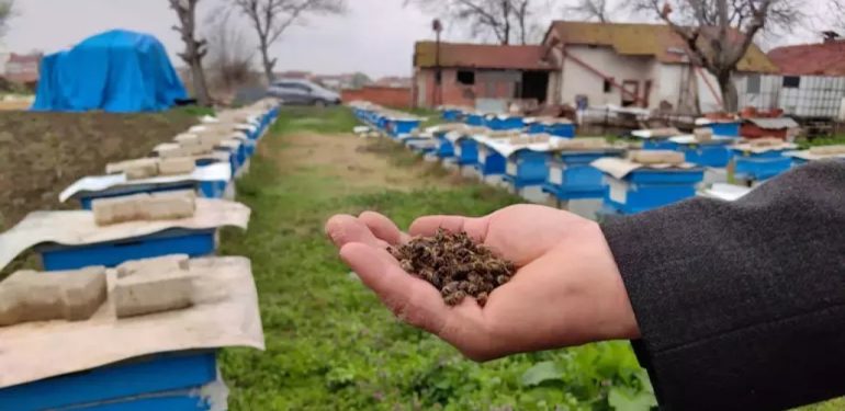 İklim krizi arıları ‘uyutmadı’