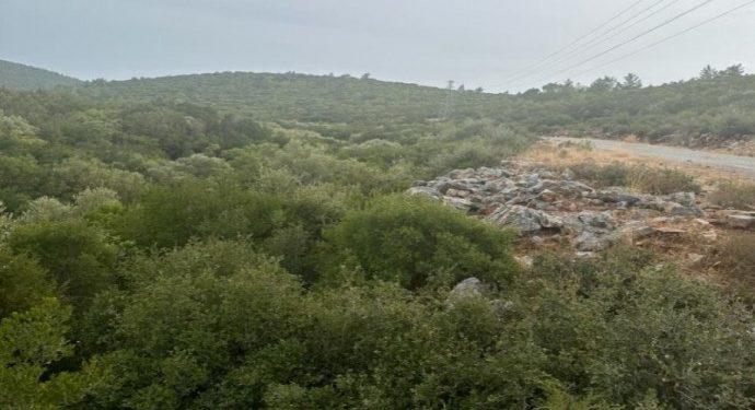 Aydın’da zeytinliklere maden tehdidi