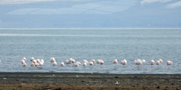 PROF.-DR.-ADIZEL-KUS-TURLERININ-KONAKLA_19233-1-1024x768