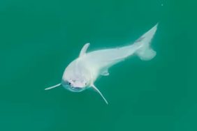 bebek-kopekbalik1-e1706790876621