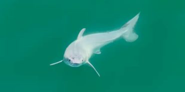 bebek-kopekbalik1-e1706790876621