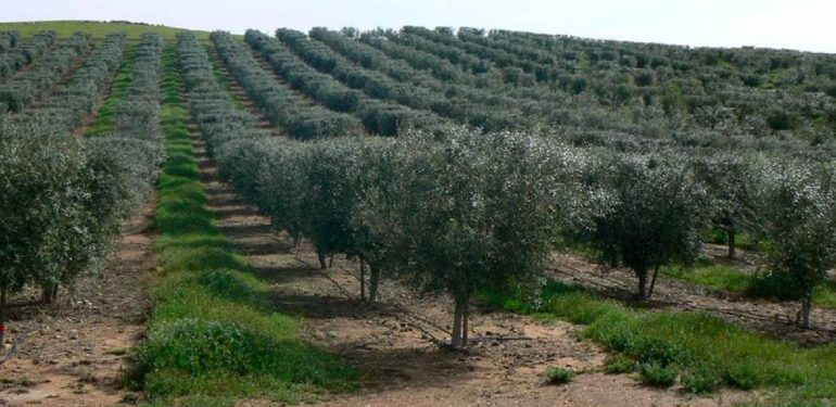 Zeytinliklere Yapılmak İstenen Güneş Projesine İzin Çıkmadı