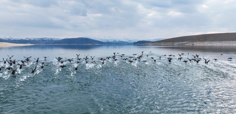 Dersim’de su kuşları için envanter çalışması