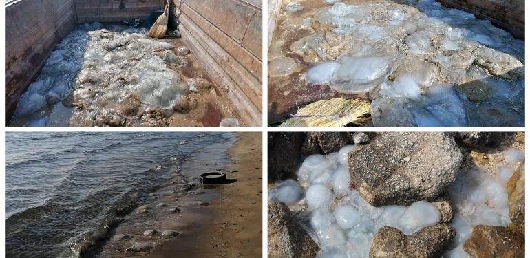 Mersin sahillerine çok sayıda ölü denizanası vurdu