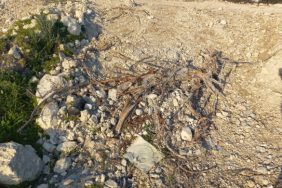 690x390cc-izm-29-02-2024-cesmede-yuzlerce-zeytin-agaci-kesildi2