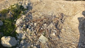 690x390cc-izm-29-02-2024-cesmede-yuzlerce-zeytin-agaci-kesildi2