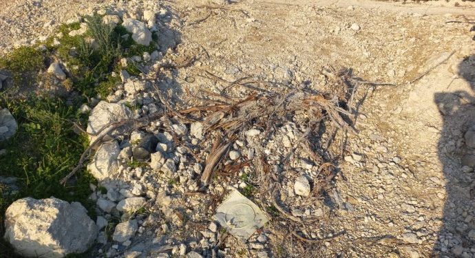 Çeşme’de yüzlerce zeytin ağacı kesildi
