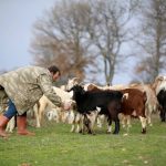 AA-20240301-33850625-33850618-YILDIZ_DAGLARININ_ETEKLERINDE_OGLAK_VE_KUZU_SESLERI_YANKILANIYOR