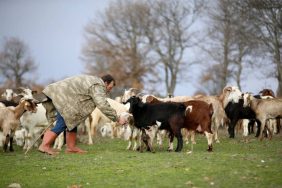 AA-20240301-33850625-33850618-YILDIZ_DAGLARININ_ETEKLERINDE_OGLAK_VE_KUZU_SESLERI_YANKILANIYOR