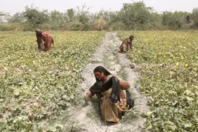 wef-e1709901893713-800x400