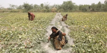 wef-e1709901893713-800x400