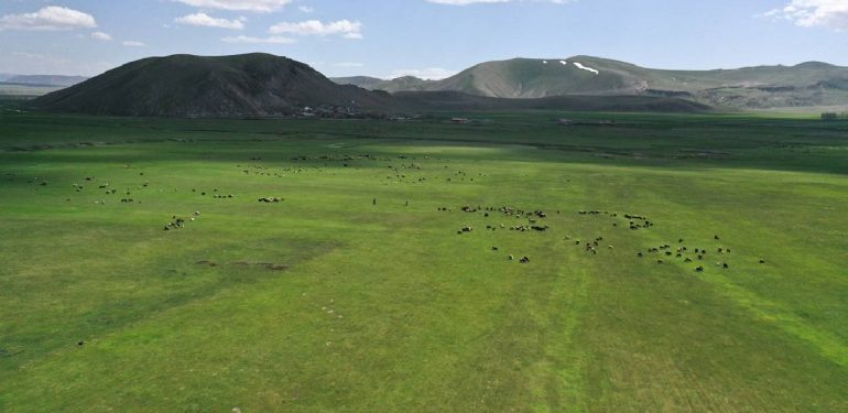 Karların eridiği Ağrı’da hayvanlar meraya çıkarılmaya başlandı