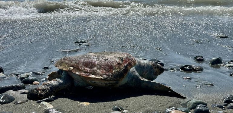 Hatay’da sahilde ölü caretta caretta bulundu