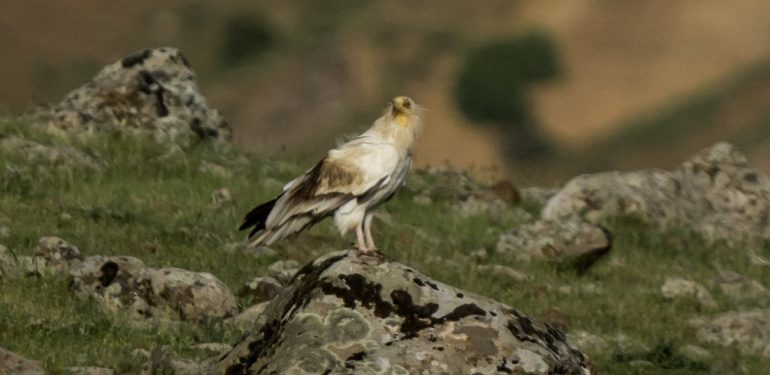 Nadir görülen küçük akbaba Bingöl’de görüntülendi