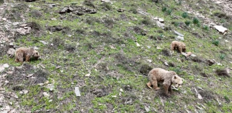 Munzur’un bozayıları kış uykusundan uyandı