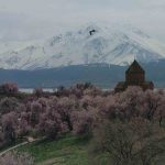 akdamar-adasi-badem-cicekleriyle-renklendi